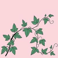 Simplicity ivy freehand drawing flat design. vector