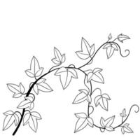 Simplicity ivy freehand drawing flat design. vector