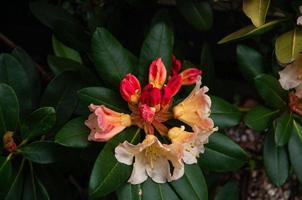 Rhododendron white flowers with pink and yellow dots in bloom, blooming evergreen shrub photo