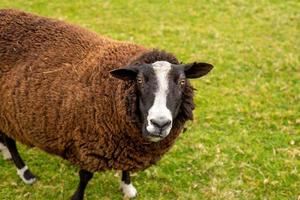 unshorn brown sheep against the background of bright juicy green grass photo