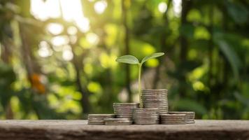 árbol que crece en un montón de monedas y fondo verde concepto financiero inversión empresarial financiera y crecimiento económico foto