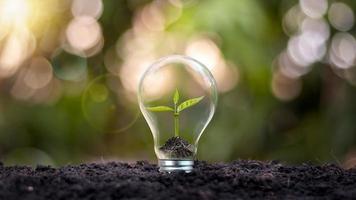 árboles que crecen en lámparas de bajo consumo concepto alternativo de energía sostenible y ecológico foto