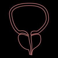 Neon the prostate gland and bladder red color vector illustration flat style image