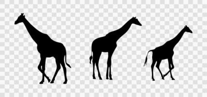 silhouettes of giraffe vector