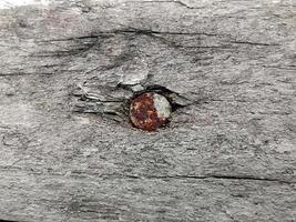 Rusty nails on the plank. Old plank. Gray pattern texture background. photo