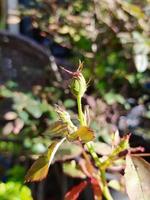 Lovely little buds. Red roses. Beautiful flowers. photo