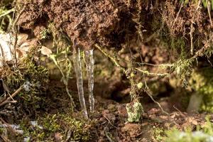 Two icicles hang in the forest on the ground between moss photo