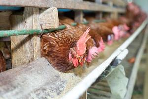 gallinas en jaula en la granja, pollo comiendo en jaula de madera en la granja.