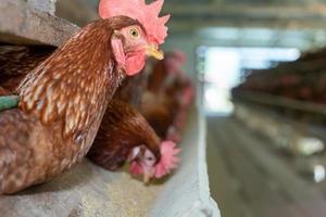 hens in cage at farm, chicken eating in woods cage at farm. photo