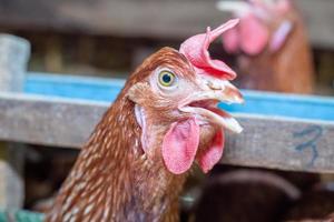 gallinas en jaula en la granja, pollo comiendo en jaula de madera en la granja. foto