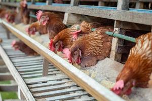 hens in cage at farm, chicken eating in woods cage at farm. photo