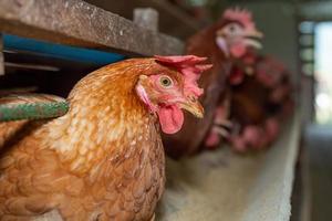 hens in cage at farm, chicken eating in woods cage at farm. photo