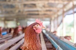 gallinas en jaula en la granja, pollo comiendo en jaula de madera en la granja.