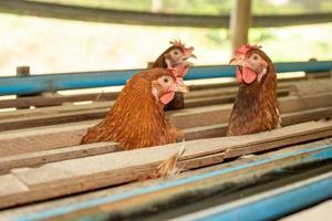 hens in cage at farm, chicken eating in woods cage at farm. photo