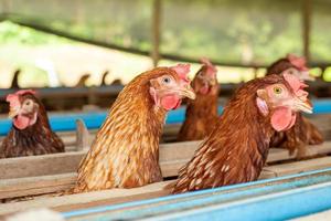 hens in cage at farm, chicken eating in woods cage at farm. photo