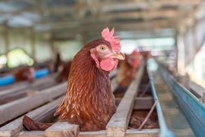 hens in cage at farm, chicken eating in woods cage at farm. photo