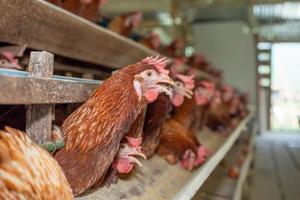 hens in cage at farm, chicken eating in woods cage at farm. photo