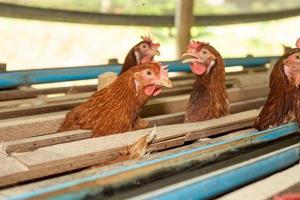 hens in cage at farm, chicken eating in woods cage at farm. photo