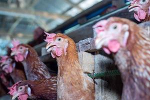 hens in cage at farm, chicken eating in woods cage at farm. photo