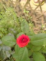 flor rosa, hermosa flor, jardín botánico, hermosa naturaleza, flor de amor foto