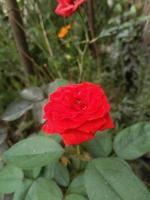 Rose Flower, Beautiful Flower,  Botanical Garden, Beautiful Nature, Love Flower photo