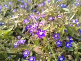 hermosa flor, hermosa naturaleza, flor, hermoso jardín foto