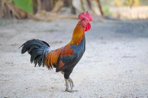 hermoso gallo macho, granja de animales. foto