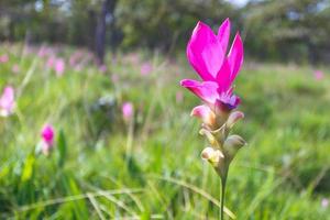 Visite la belleza de las flores de los tulipanes de Siam en la temporada de lluvias, del mes de julio a septiembre de cada año. disponible en chaiyaphum, tailandia. foto