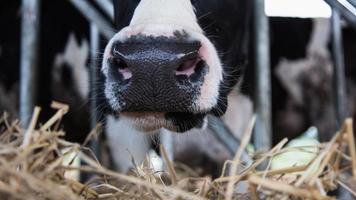 Holstein cows in the barn photo