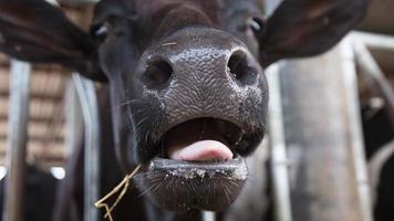 Holstein cows in the barn photo