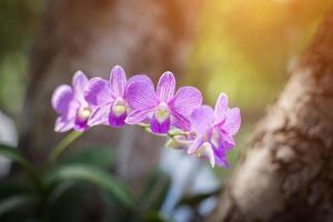 orchids,orchids purple ,orchids purple Is considered the queen of flowers in Thailand