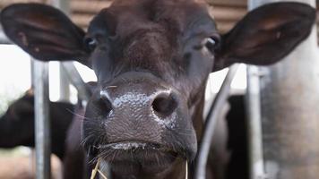 Holstein cows in the barn photo