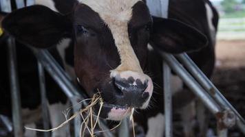 Holstein cows in the barn photo