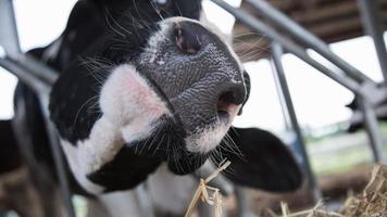 Holstein cows in the barn photo