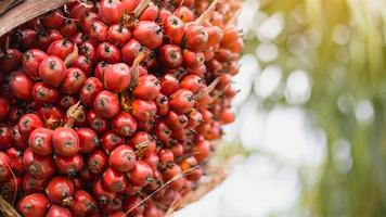 árbol de palma de aceite foto