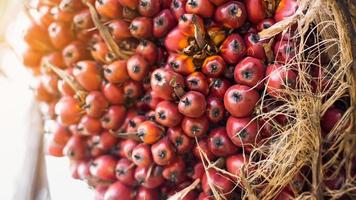 Palm oil tree photo