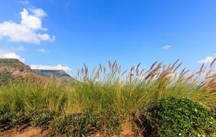 grass flower on  mountain with clouds and blue sky photo