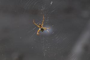 araña amarilla-negra comiendo un insecto foto