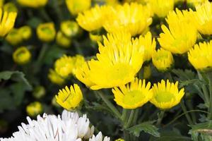 Yellow chrysanthemum flower photo