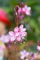 Pink flower in the garden photo