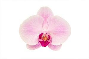 hermosa orquídea rosa foto