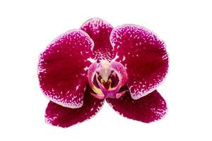 Red orchid isolated on white photo