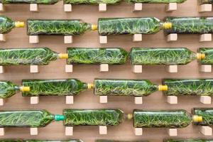 Orchid tissue culture in glass bottles photo
