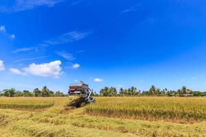 Combine harvester in rice field photo