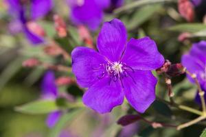 princesa morada o araña brasileña o flor de arbusto de gloria foto