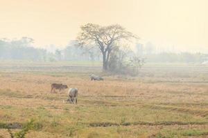 Cow eating grass rice field after harvest photo