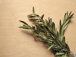 Palm Sunday olive branch photo