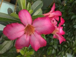 Close-up of a reddish pink frangipani flower. The green leaf background is a bit blurry. Front view. photo