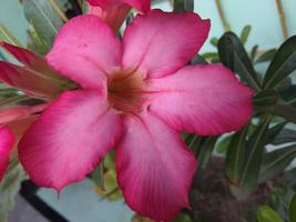 Close-up of a reddish pink frangipani flower. The green leaf background is a bit blurry. Front view. photo