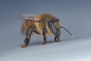 Macro photo of a little bumble bee walking around on and cleaning itself